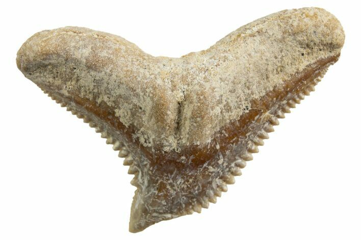 Tiger Shark (Galeocerdo Eaglesomi) Tooth - Dakhla, Morocco #327072